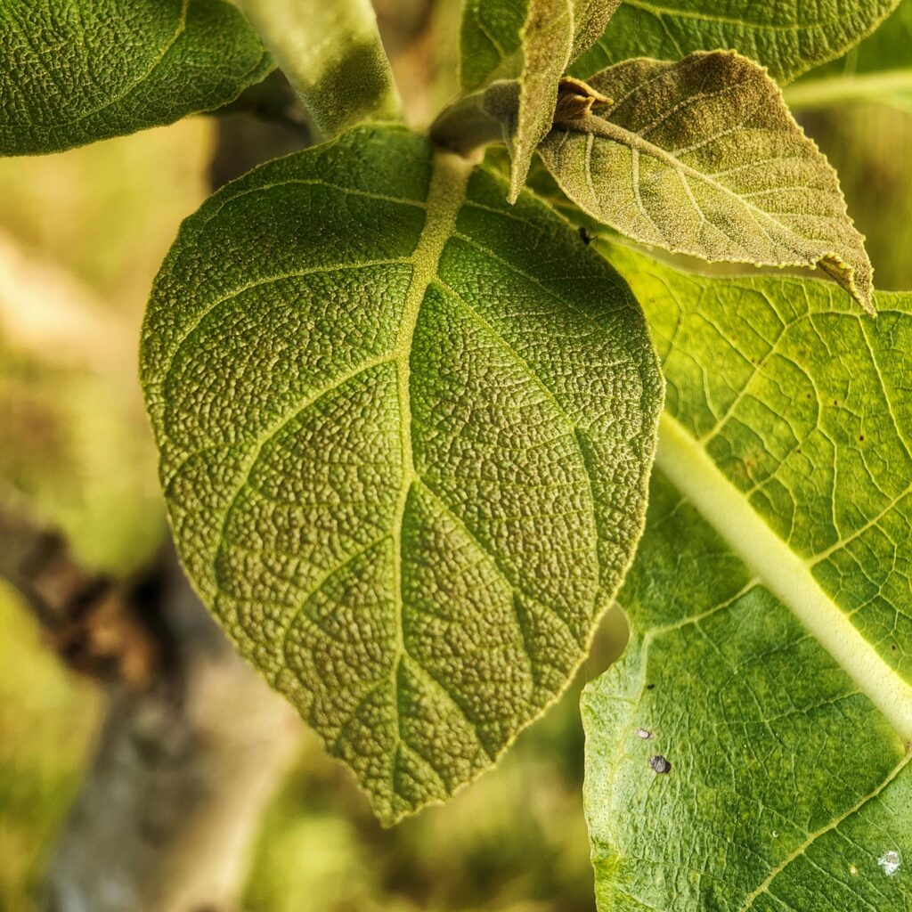 pexels ninjahitman 34380890