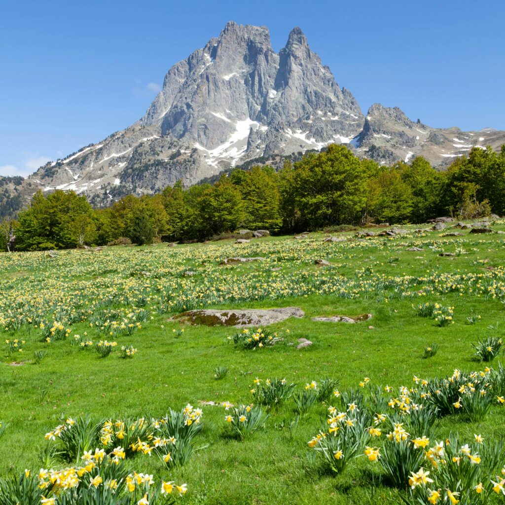 pexels philippe serrand 337910945 18100811